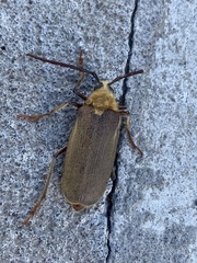 Acanthinodera cumingii