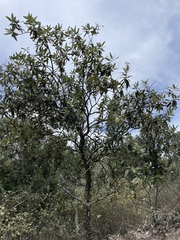 Colicodendron scabridum