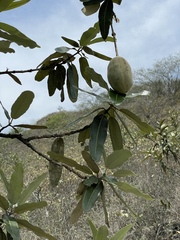 Colicodendron scabridum