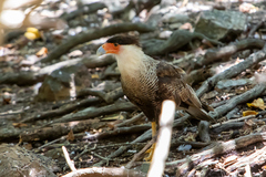 Caracara plancus cheriway