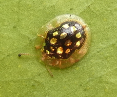 Plagiometriona microcera