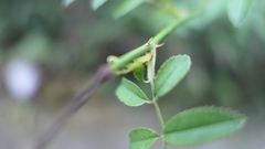 Rosa pricei