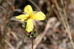 Hypericum edisonianum