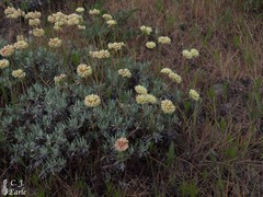 Eriogonum douglasii