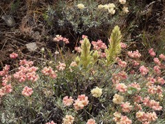 Castilleja thompsonii