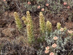 Castilleja thompsonii