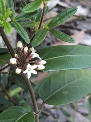 Leichhardtia suaveolens