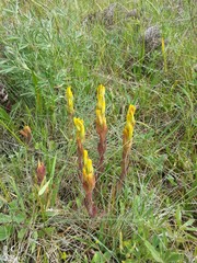 Castilleja levisecta