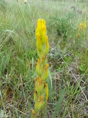 Castilleja levisecta