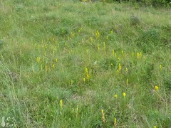 Castilleja levisecta