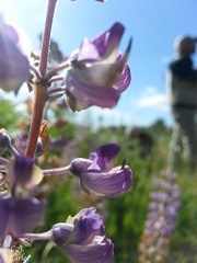 Lupinus oreganus