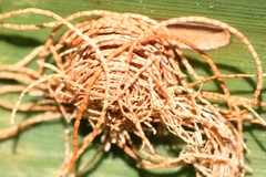 Hemisphaerota cyanea