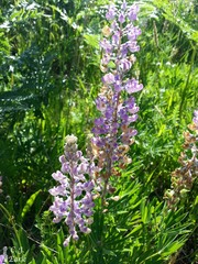 Lupinus oreganus