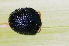 Hemisphaerota cyanea