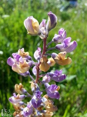 Lupinus oreganus