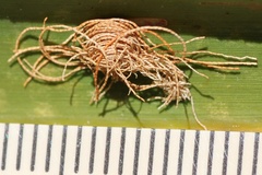 Hemisphaerota cyanea