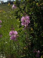 Sidalcea