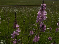 Sidalcea
