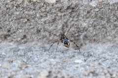 Euryopis funebris