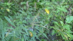 Microstegium ciliatum