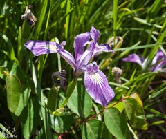 Iris tenax