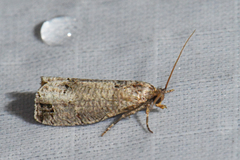 Notocelia culminana