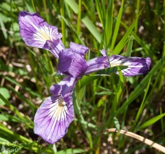 Iris tenax
