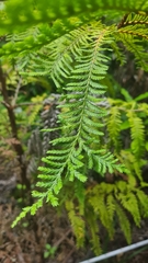Libocedrus plumosa