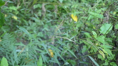 Microstegium ciliatum