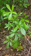 Pseudopanax lessonii