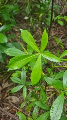 Pseudopanax lessonii