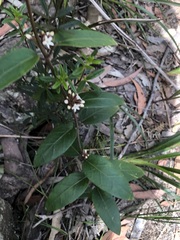 Leichhardtia suaveolens