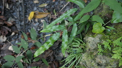 Pteris formosana