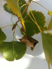 Populus deltoides monilifera