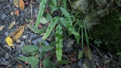 Pteris formosana