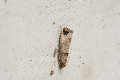 Notocelia culminana