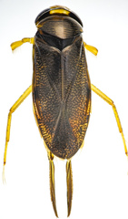 Hesperocorixa laevigata