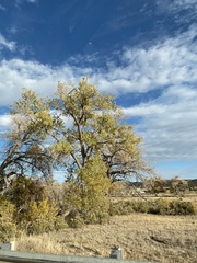 Populus deltoides monilifera