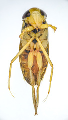 Hesperocorixa laevigata