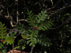 Weinmannia trichosperma