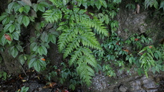 Tectaria devexa