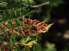 Weinmannia trichosperma