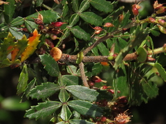 Weinmannia trichosperma