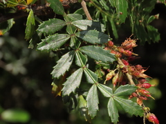 Weinmannia trichosperma