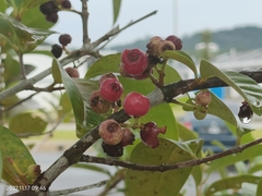 Syzygium polyanthum