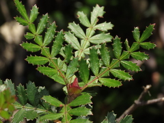 Weinmannia trichosperma