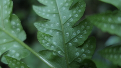 Tectaria devexa