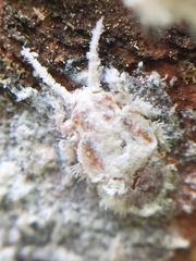 Phellopsylla formicosa