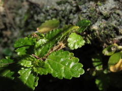 Pilea elliptica