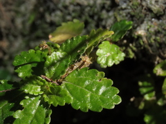 Pilea elliptica